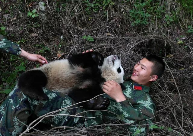 "苏琳"和其它大熊猫一起在战士们的保护下又回到了家乡