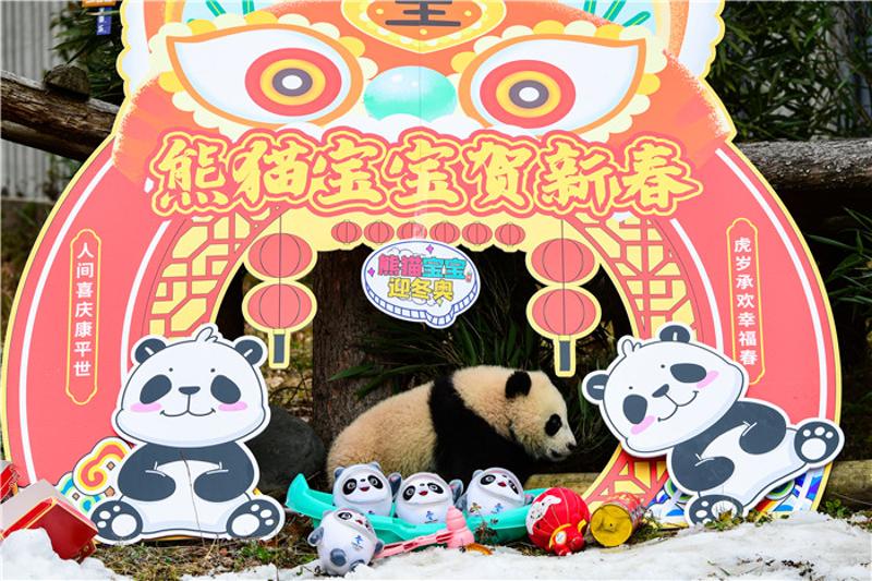 20只熊猫宝宝集体亮相贺新春迎冬奥