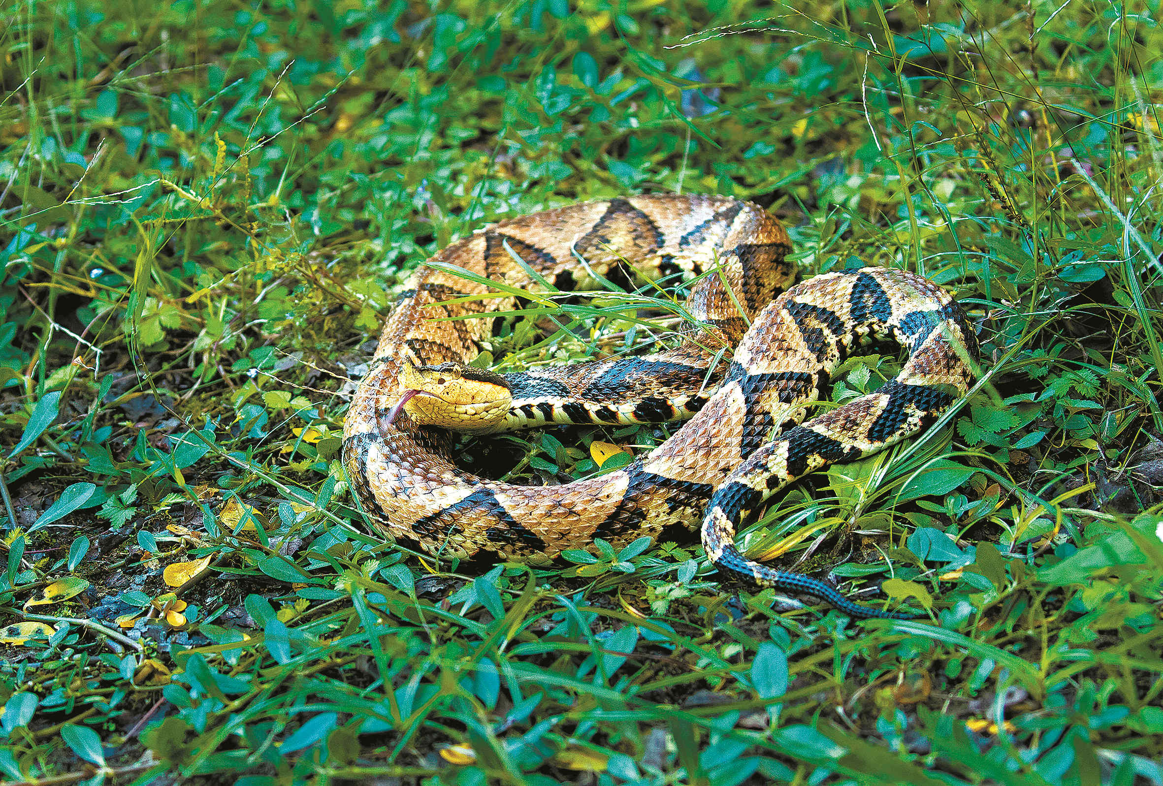 赤链蛇-甘肃野生动物-图片